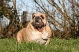 BULLDOG ANGLAIS 113